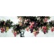 Chinese Lotus Painting - CNAG007400