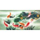 Chinese Fish Painting - CNAG007490