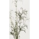 Ink Bamboo - CNAG000740