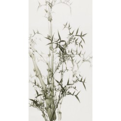 Ink Bamboo - CNAG000740