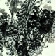 Chinese Flowers&Trees Painting - CNAG007557