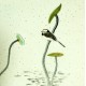 Chinese Flowers&Trees Painting - CNAG007598