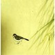 Chinese Flowers&Trees Painting - CNAG007609