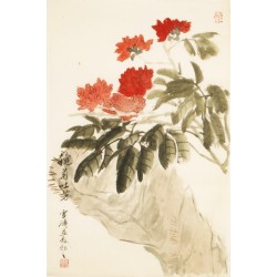 Chrysanthemum - CNAG000782