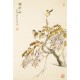 Wisteria - CNAG000786