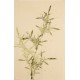 Green Bamboo - CNAG000793
