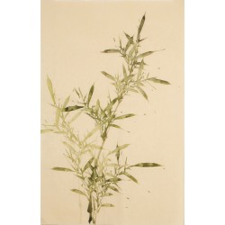 Green Bamboo - CNAG000793