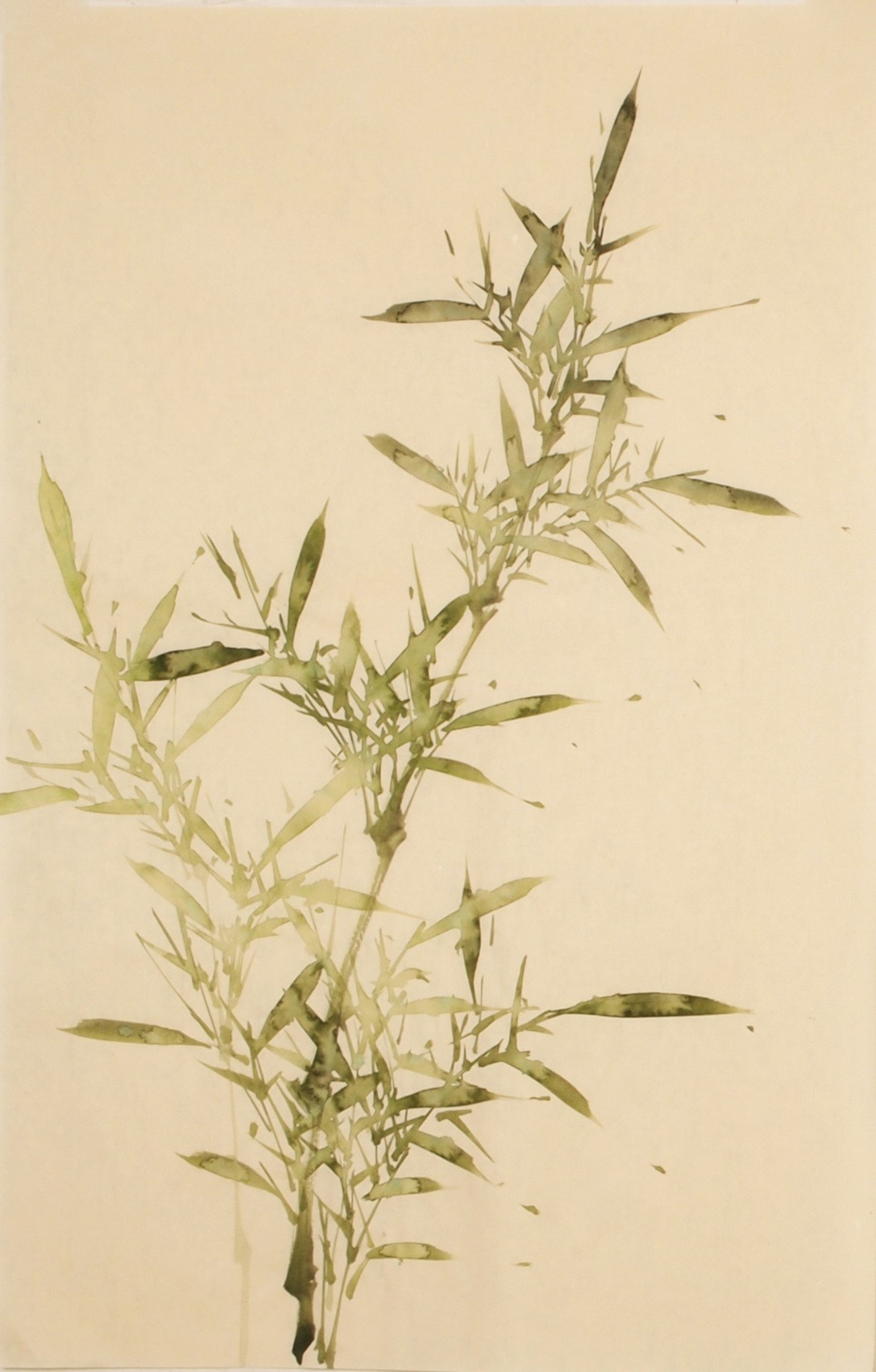 Green Bamboo - CNAG000793