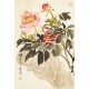 Peony - CNAG000804
