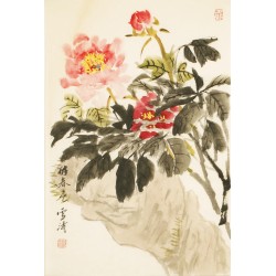 Peony - CNAG000804