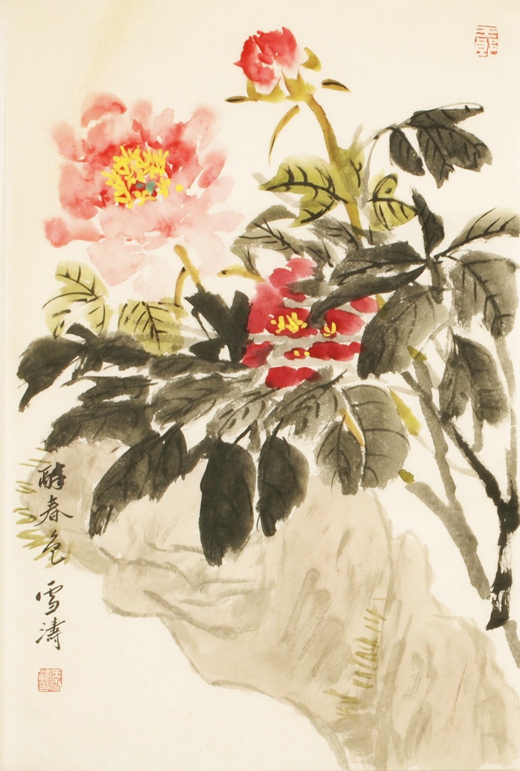 Peony - CNAG000804