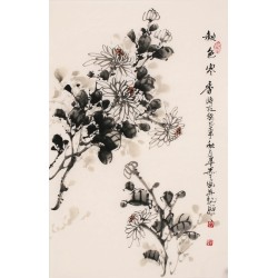 Chrysanthemum - CNAG000828