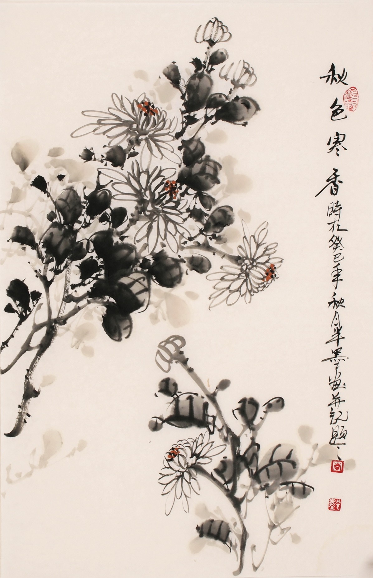 Chrysanthemum - CNAG000828