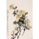 Chrysanthemum - CNAG000829