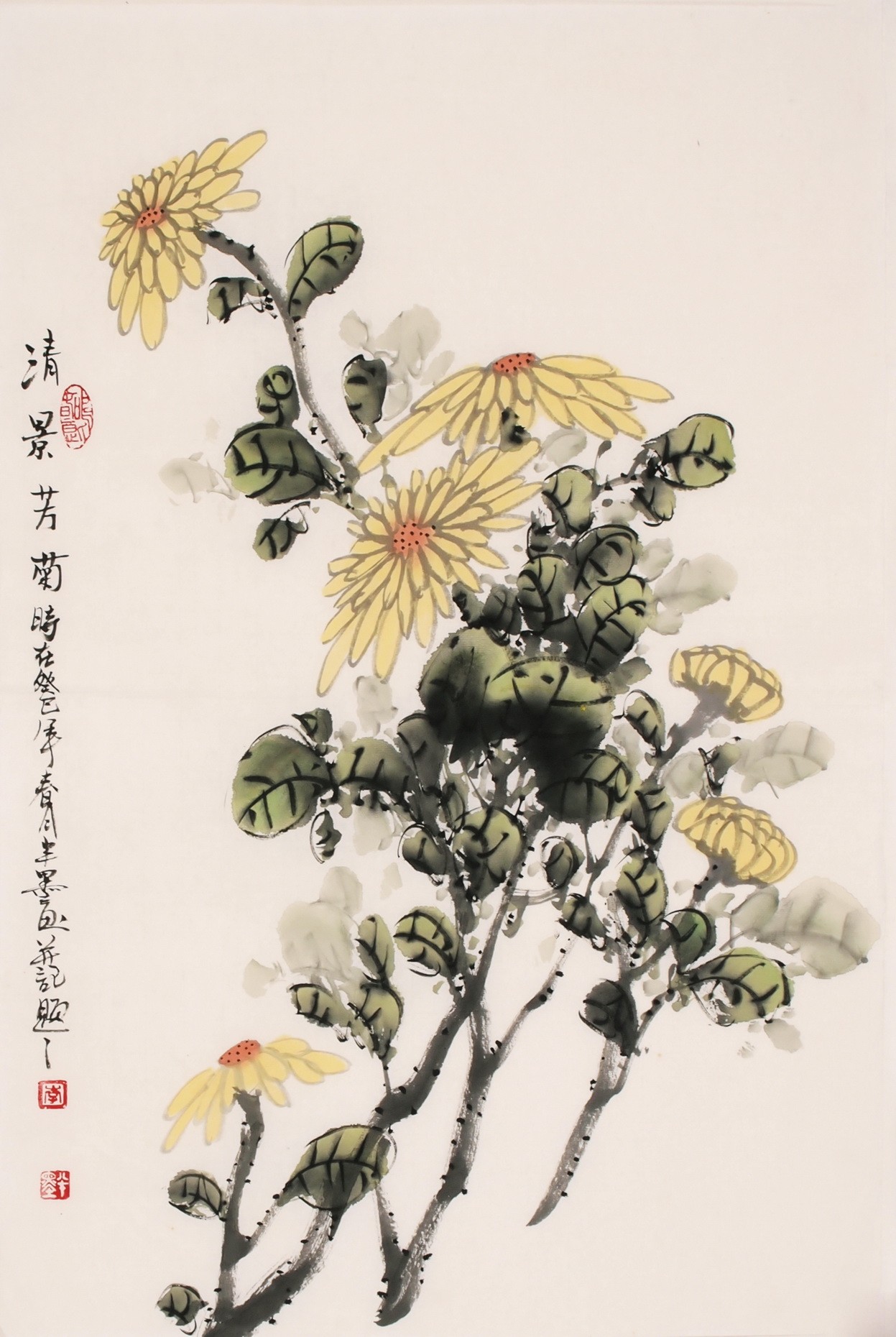 Chrysanthemum - CNAG000829