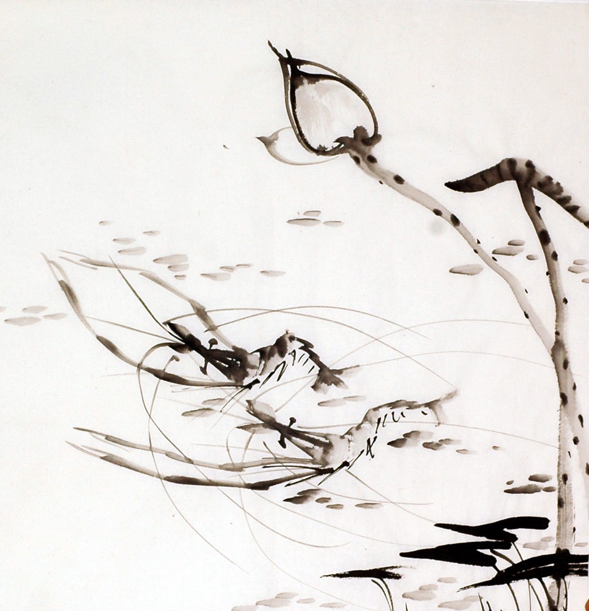 Chinese Shrimp Painting - CNAG008409
