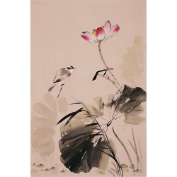 Lotus - CNAG000841