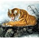 Chinese Tiger Painting - CNAG008515