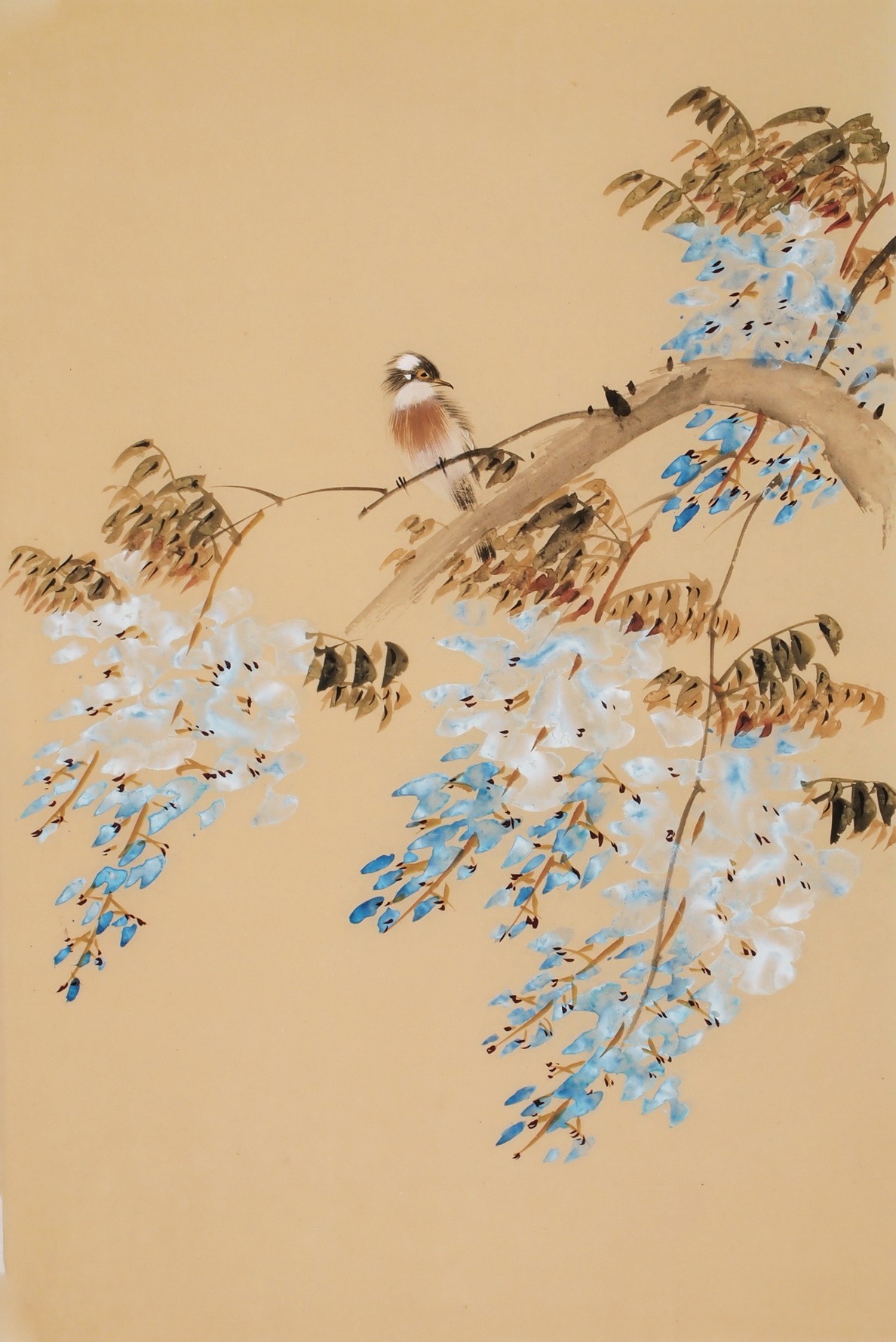Wisteria - CNAG000848