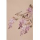 Wisteria - CNAG000851