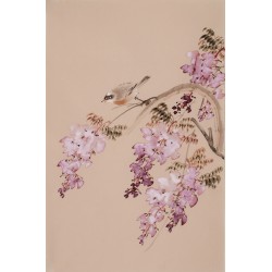 Wisteria - CNAG000851