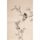 Squirrels - CNAG000856