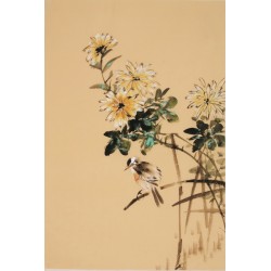 Chrysanthemum - CNAG000862