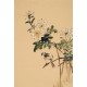Chrysanthemum - CNAG000863