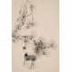 Squirrels - CNAG000876