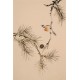 Other Birds - CNAG000884
