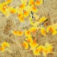 Chinese Plum Painting - CNAG009002