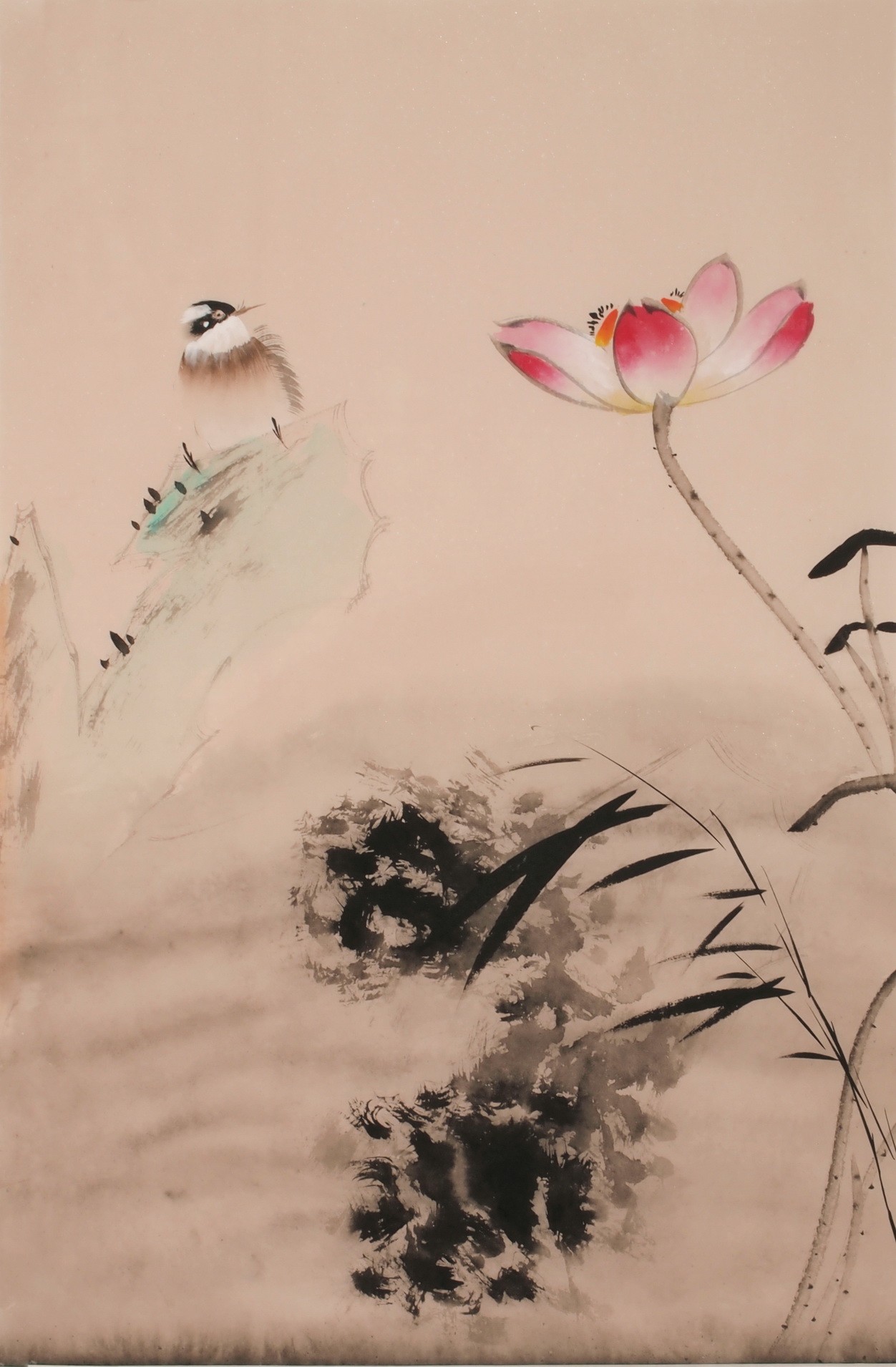 Lotus - CNAG000895