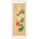 Morning Glory - CNAG000901