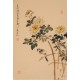 Chrysanthemum - CNAG000904