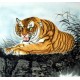 Chinese Tiger Painting - CNAG009143