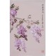 Wisteria - CNAG000912