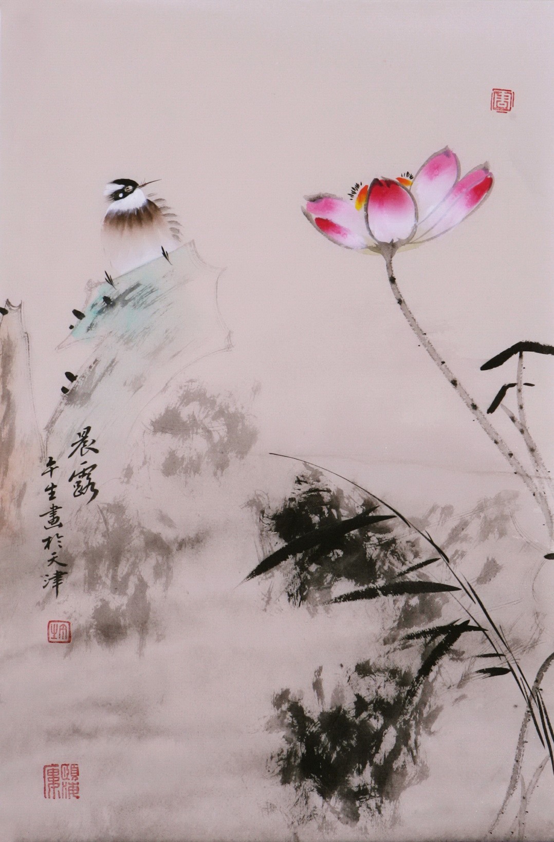 Lotus - CNAG000914