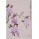 Wisteria - CNAG000922