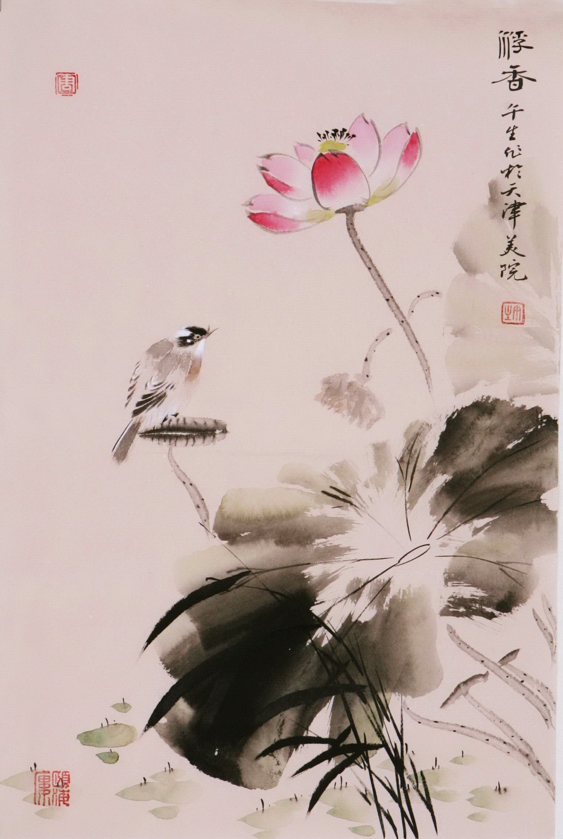 Lotus - CNAG000923
