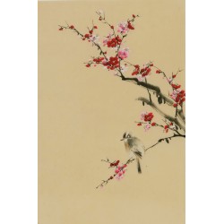 Plum - CNAG000931