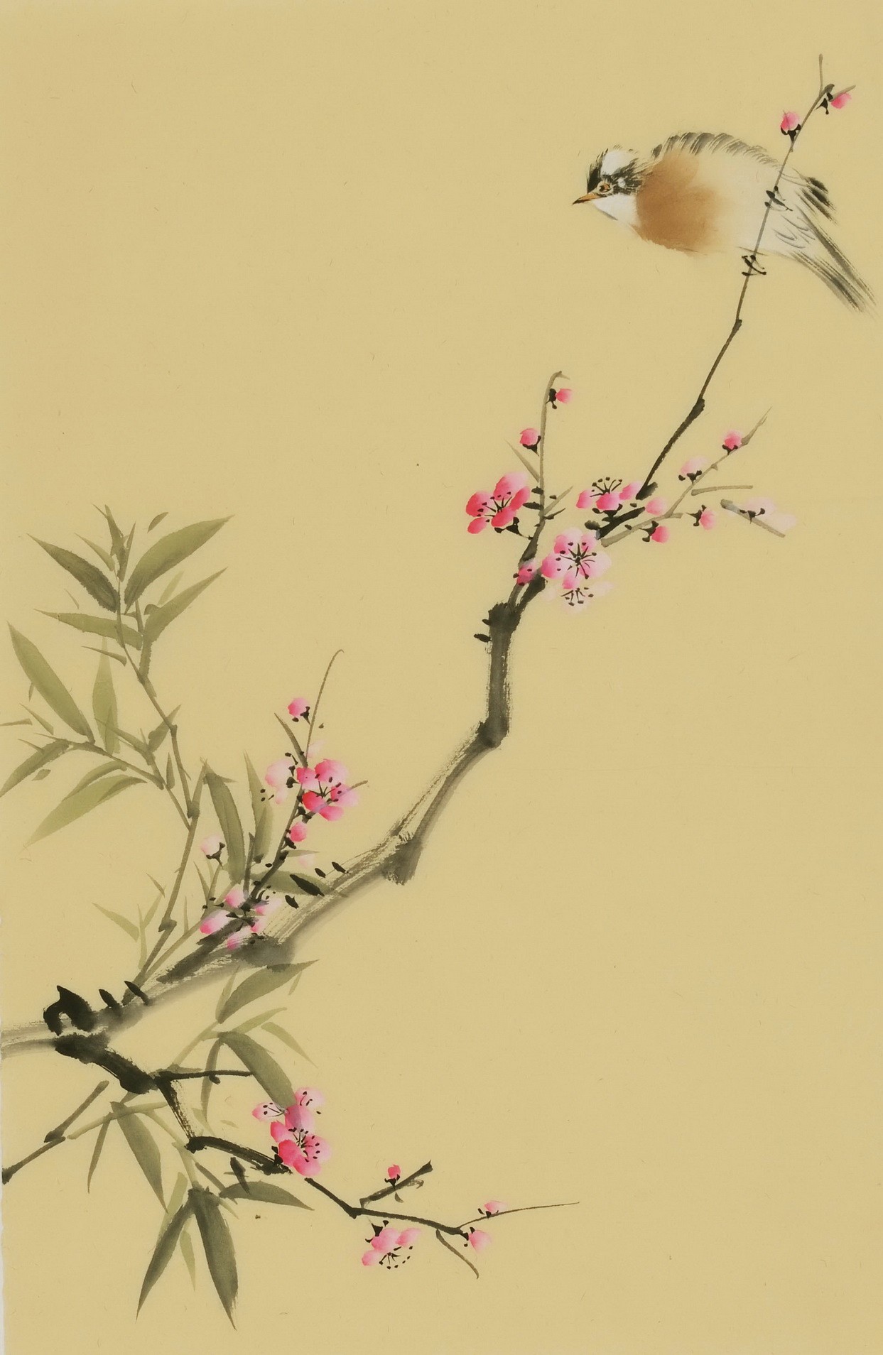 Plum - CNAG000938