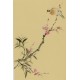Plum - CNAG000941
