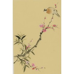 Plum - CNAG000941