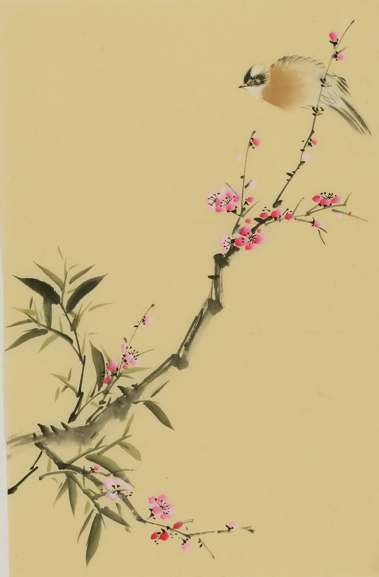 Plum - CNAG000941