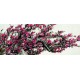 Chinese Plum Painting - CNAG009505