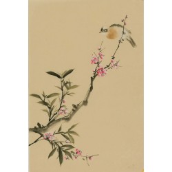 Plum - CNAG000942