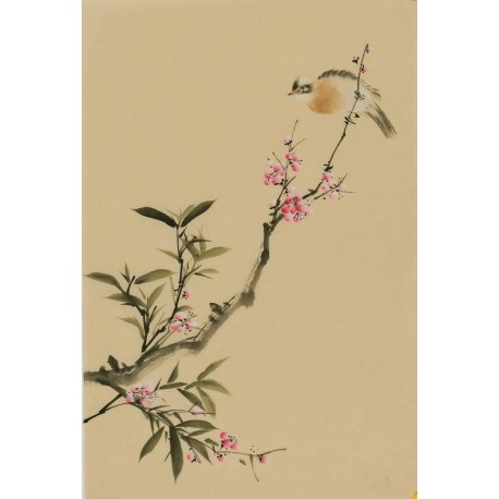 Plum - CNAG000942