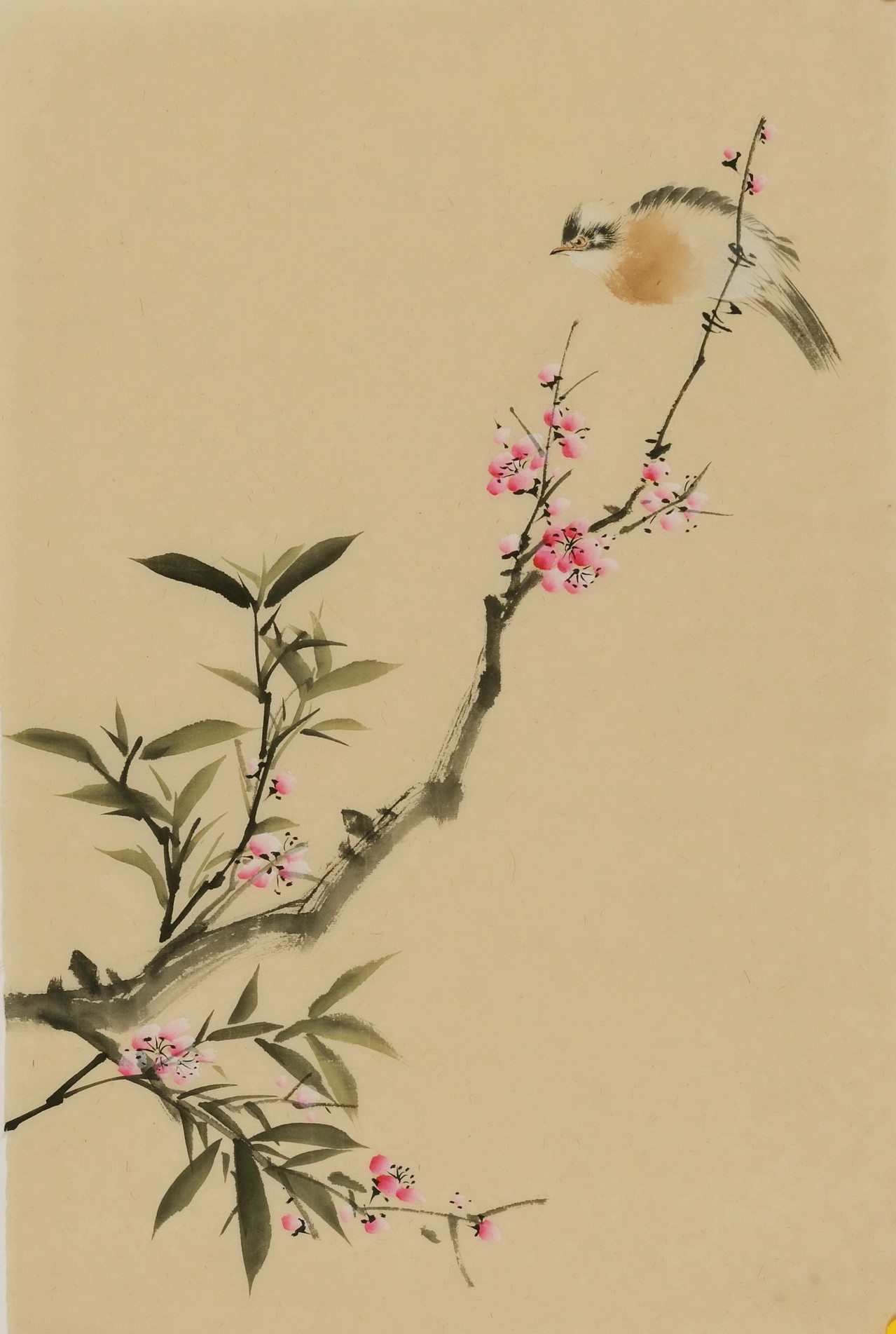 Plum - CNAG000942