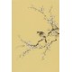 Plum - CNAG000947