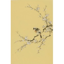 Plum - CNAG000947